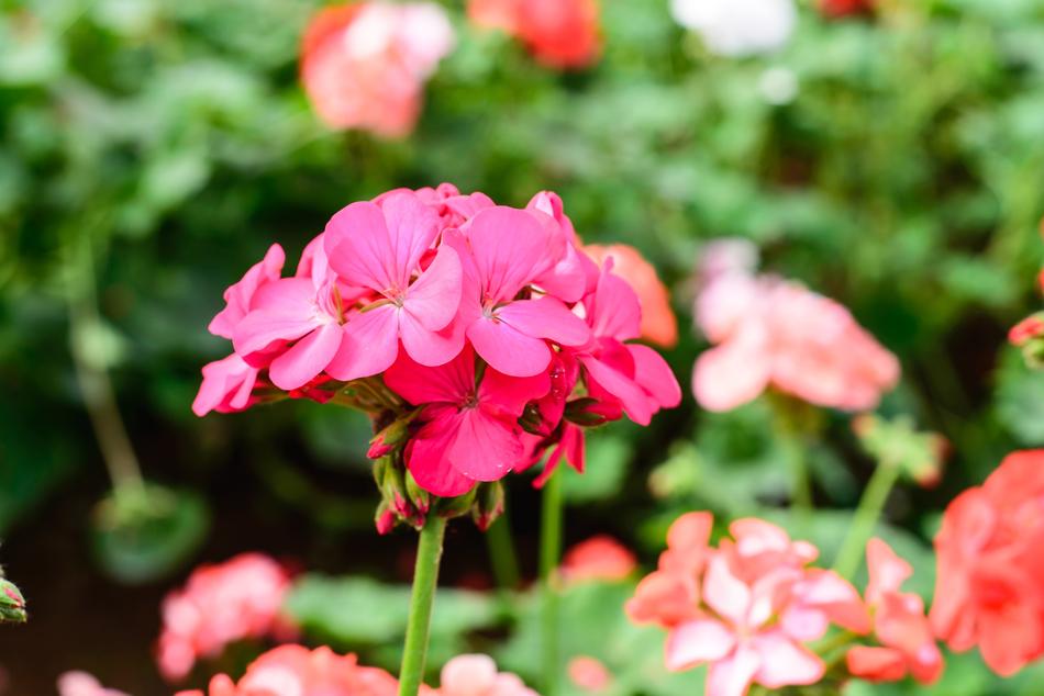 Flower Gardens Pink