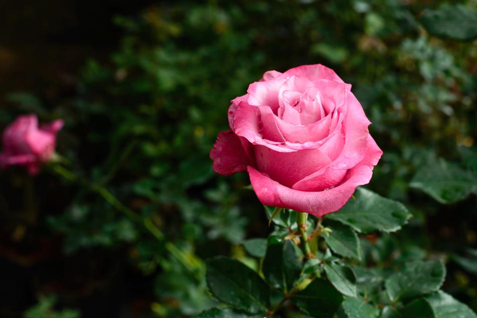 rosebuds on bushes in the garden