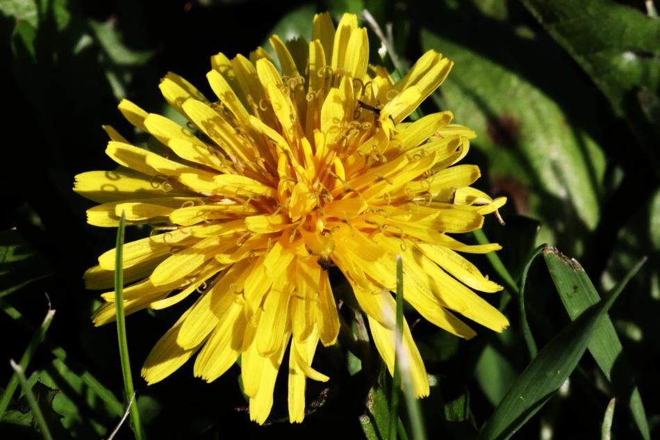 Nature Flower Flora