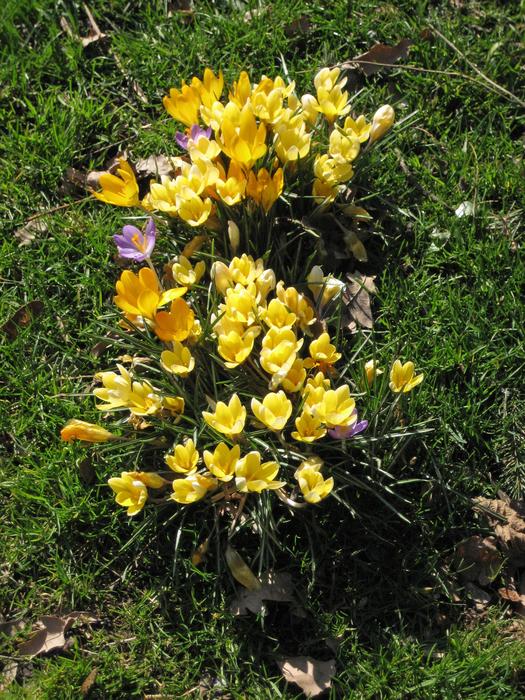 Nature Flower Plant
