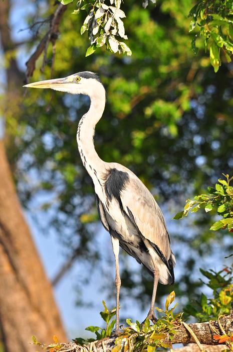 Nature Bird Wildlife