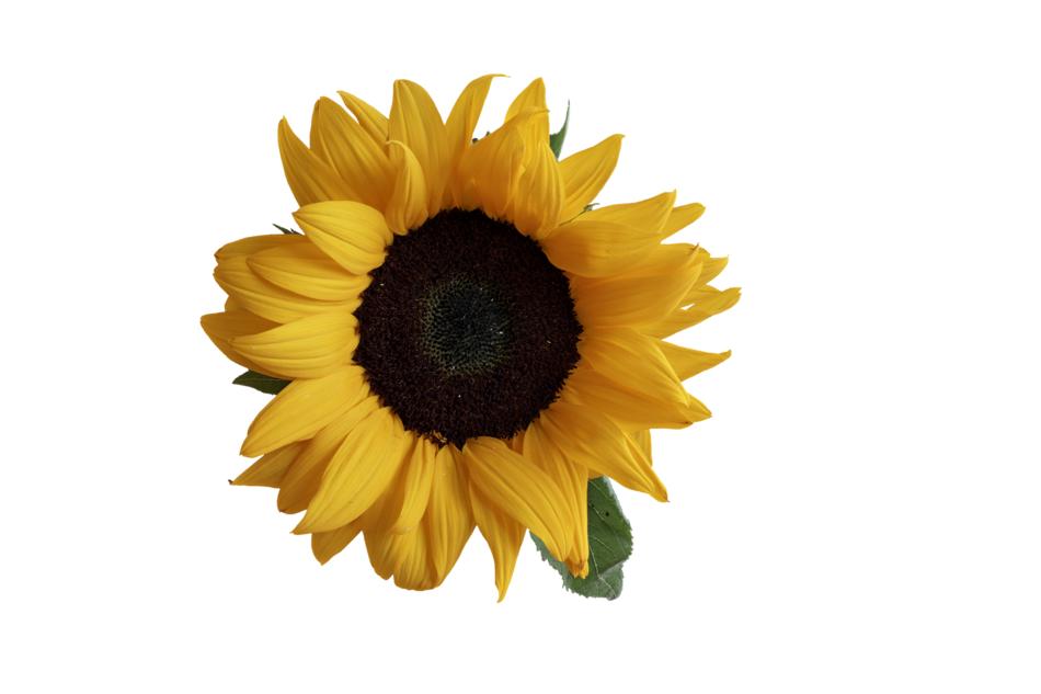 Sunflower Flower Blossom