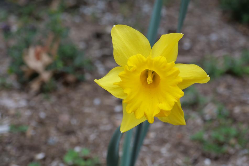 Daffodil Yellow Nature