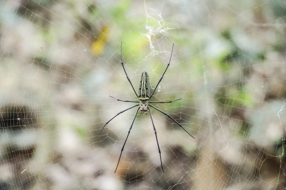 Nature Insect Spider