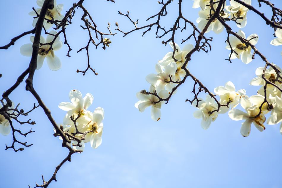Branch Tree Flower
