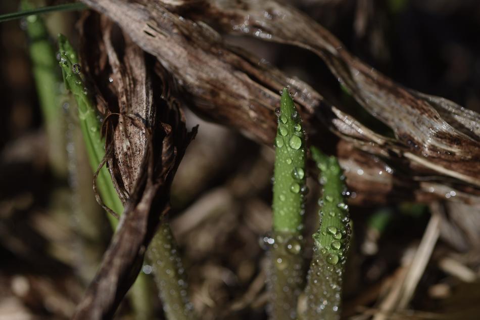 dew on the forest grass