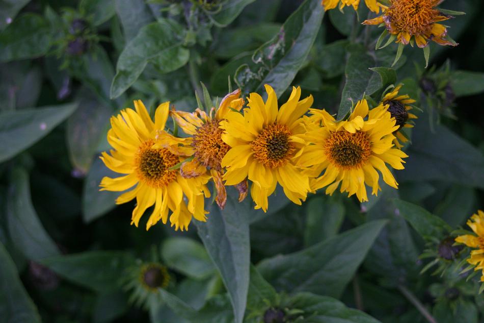 Flowers Dacha Nature