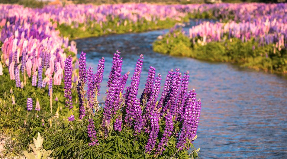 Nature Summer Flower