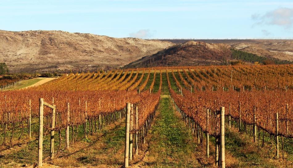 Vineyard Agriculture Nature