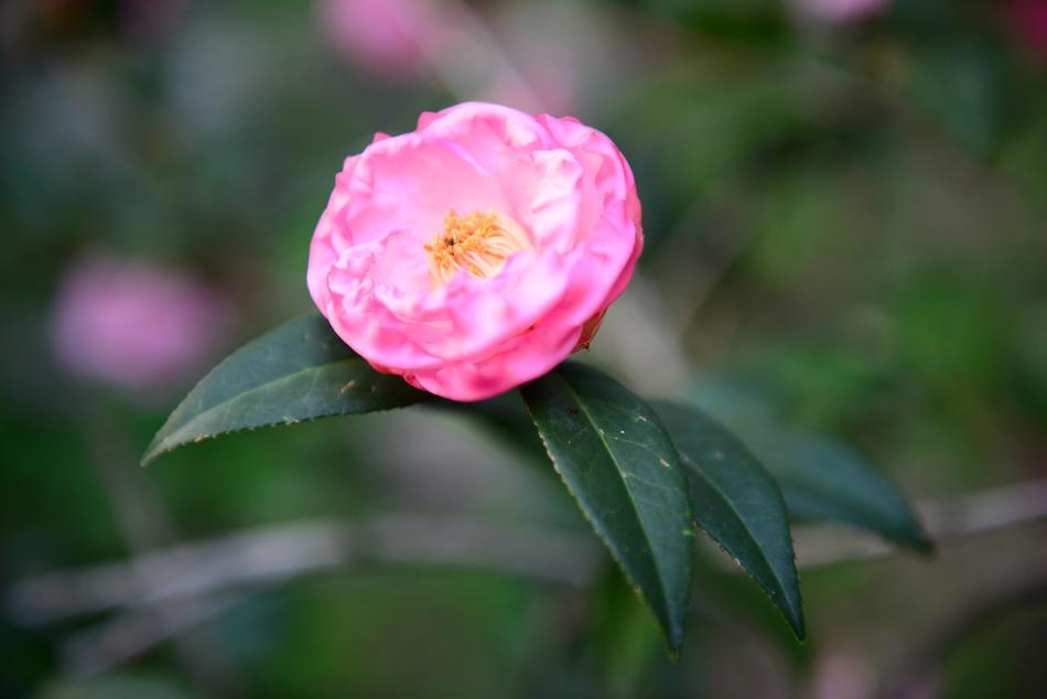 Flower Nature Plant