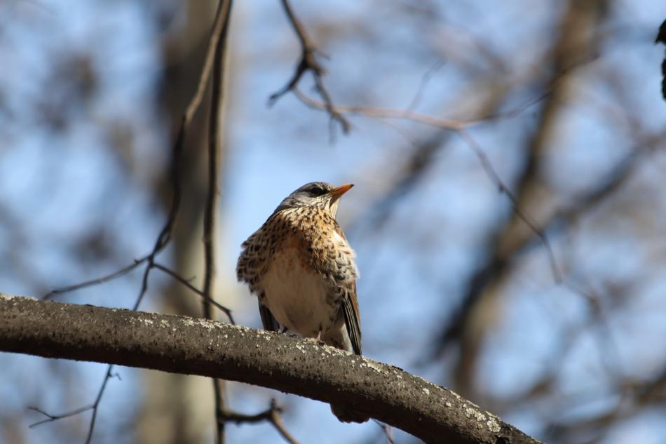 Nature Bird Winter Living