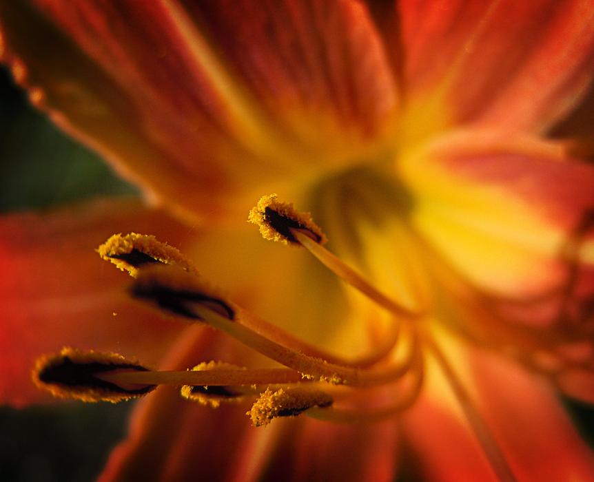 Summer Lily Bloom Petals