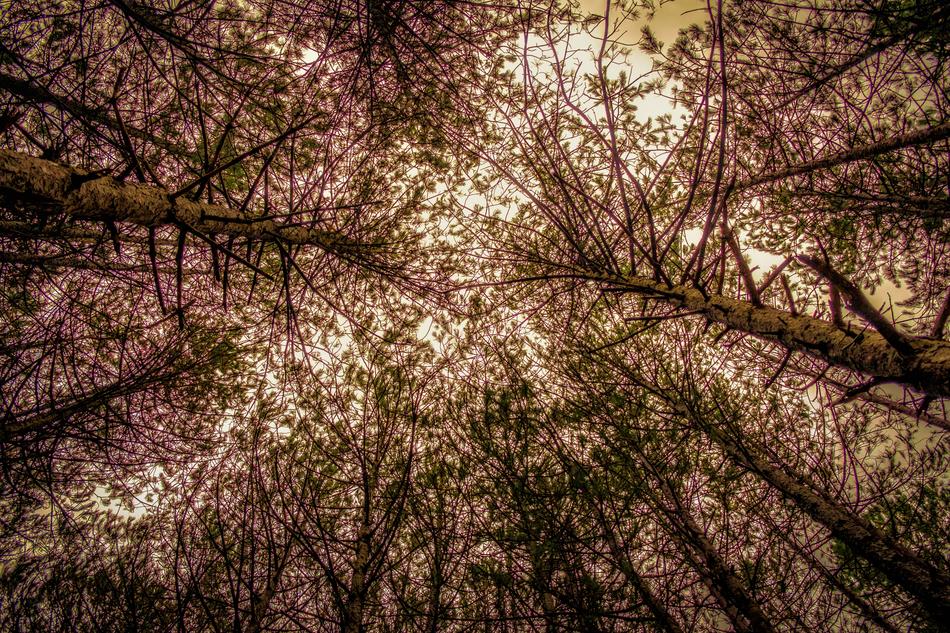 Trees Branches Forest