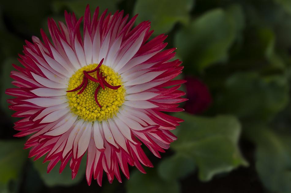 Daisy Flower Yellow