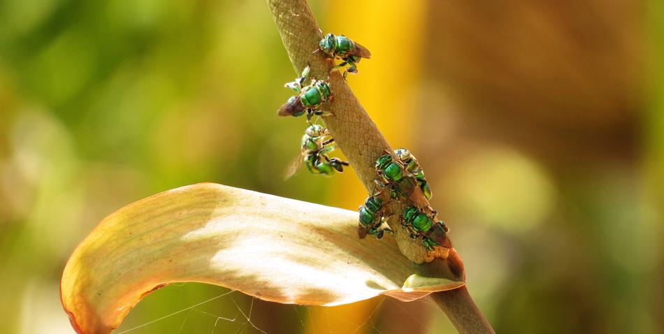 Nature Bees Pollinating Insects