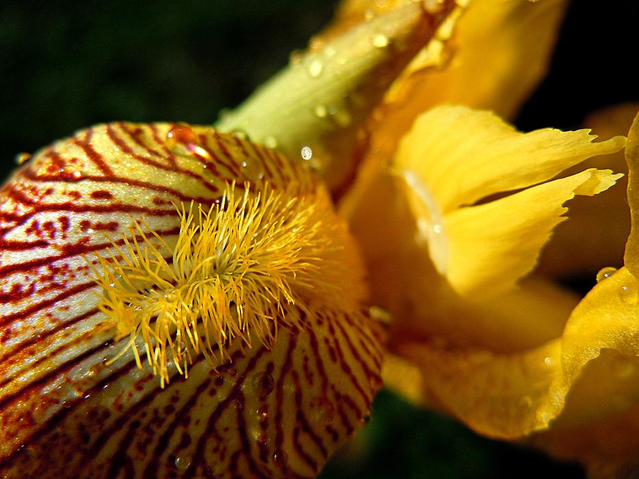 Iris Yellow Flower