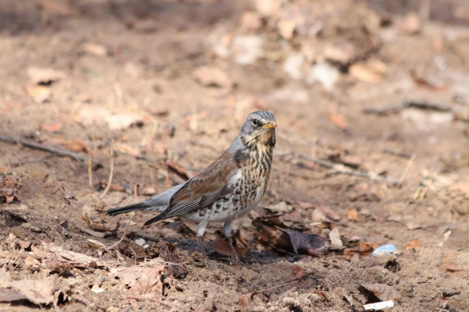 Nature Living Bird