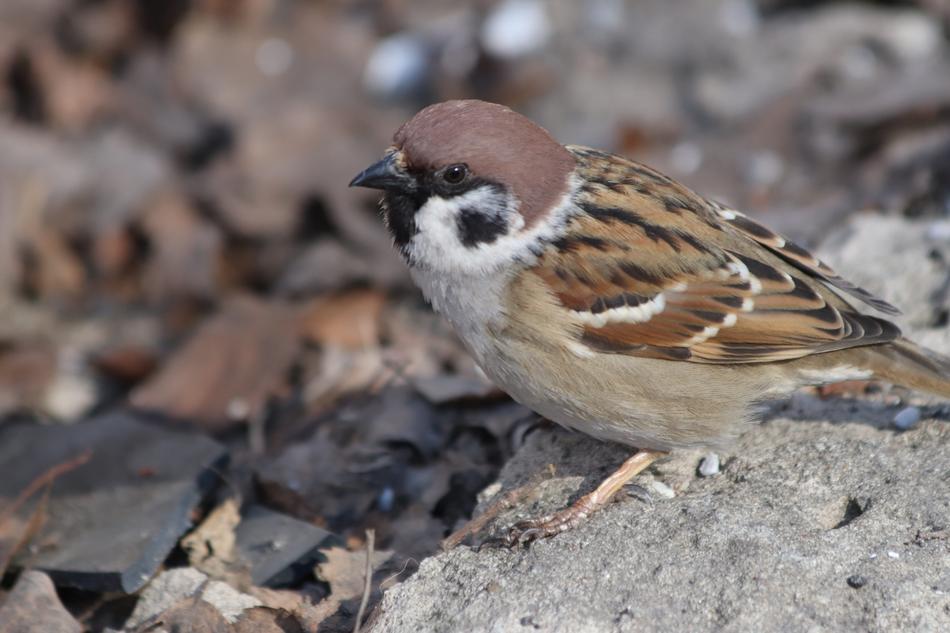 Nature Living Bird