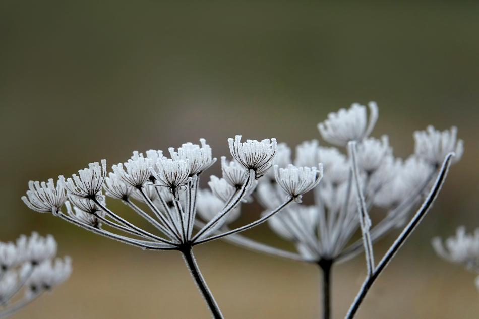 Hoarfrost Plant Nature