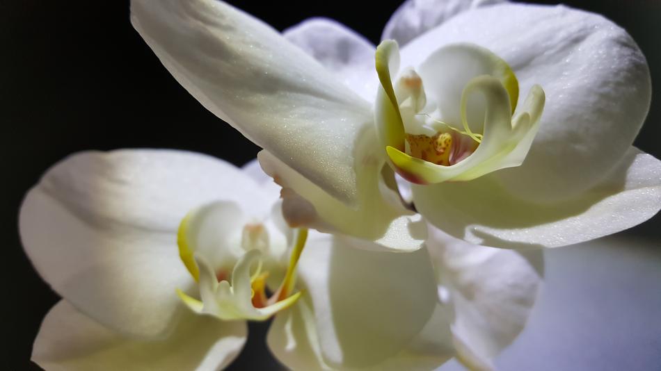 Flower Nature Plant
