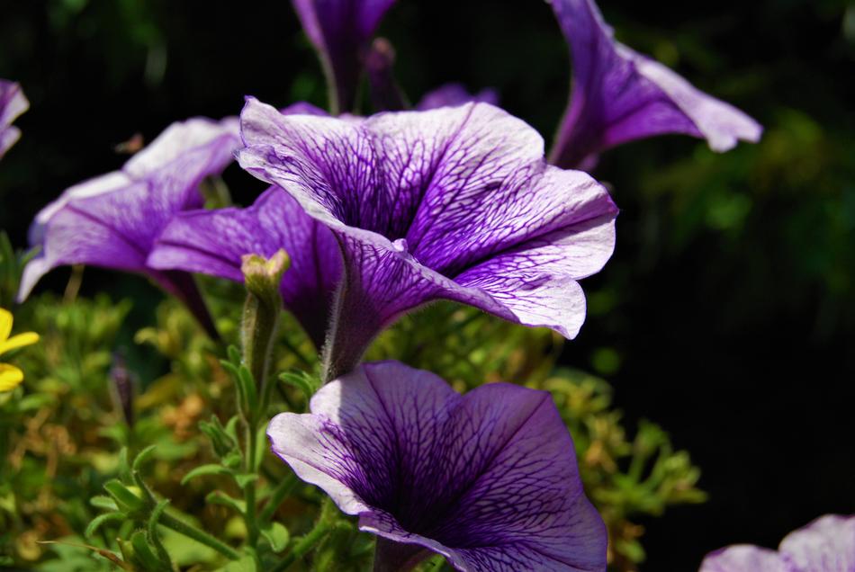 Flower Violet Nature