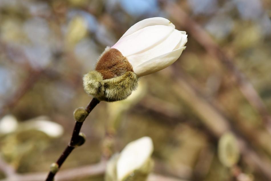 Magnolia Bud Spring Sunshine