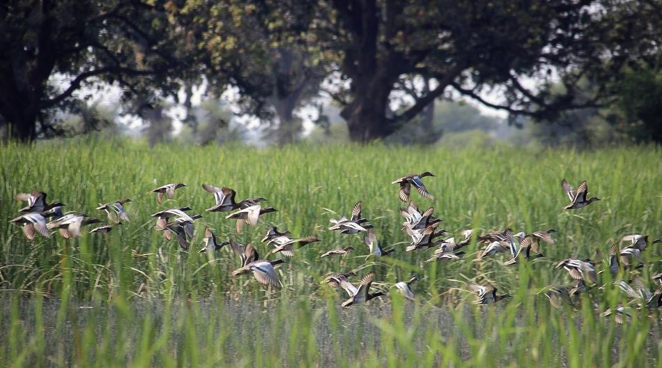 Grass Nature Field