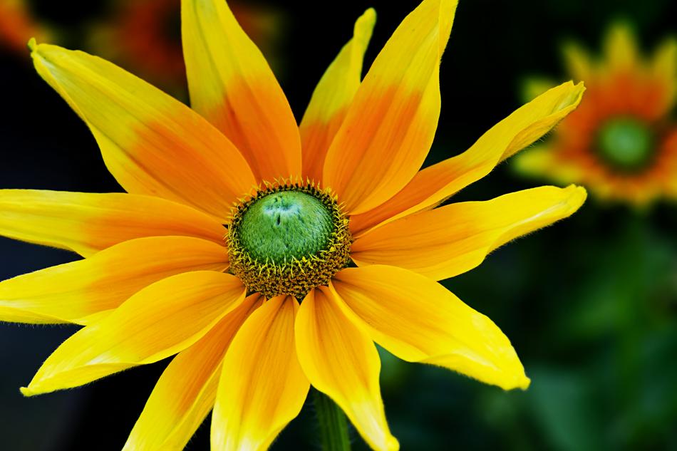 High Hat Rudbeckia Nidita Flower