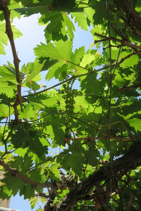 Plant Leaves Nature