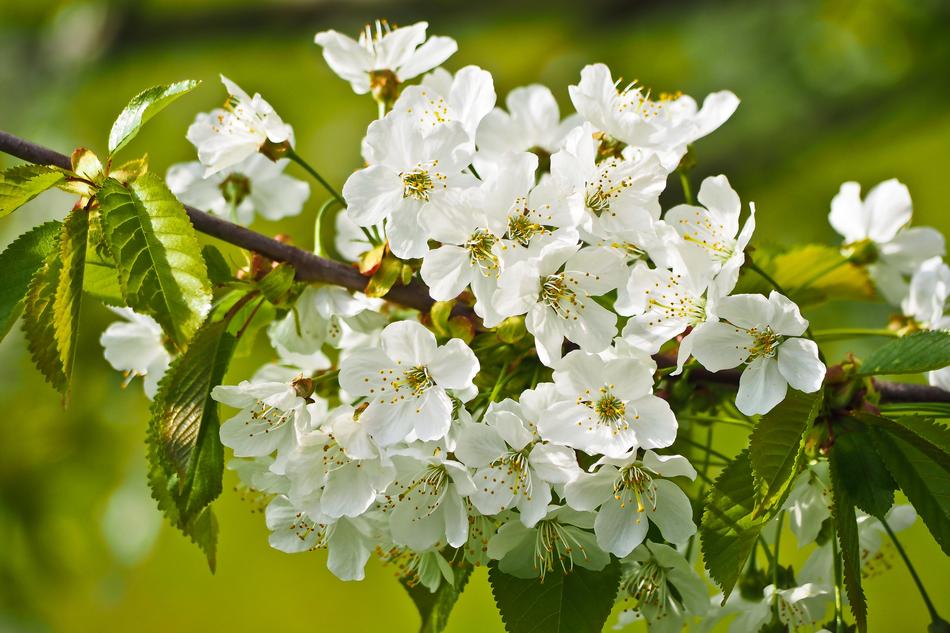 Flower Nature Tree
