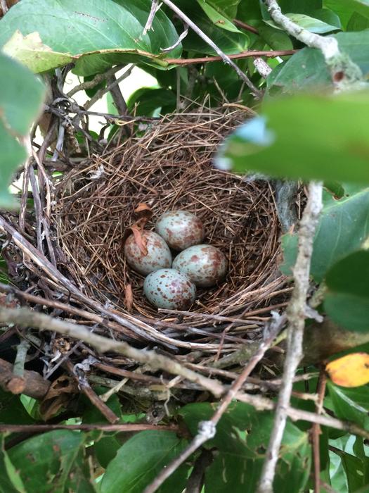 small eggs in a nest in trees