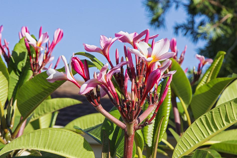 Frangipani Flower Bloom