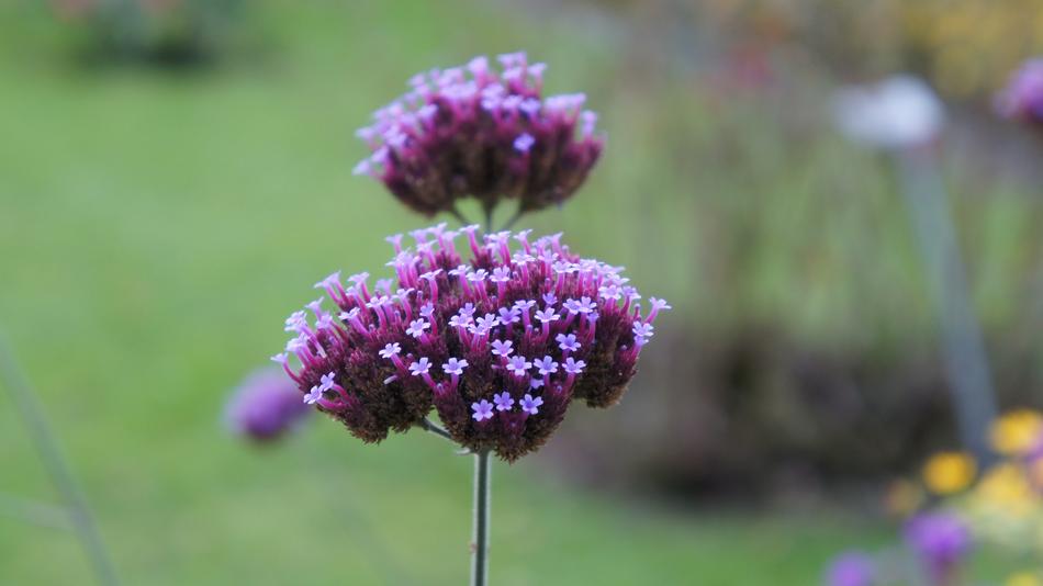 purple unusual flowers in the garden