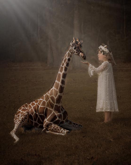 Giraffe Nature Fantasy