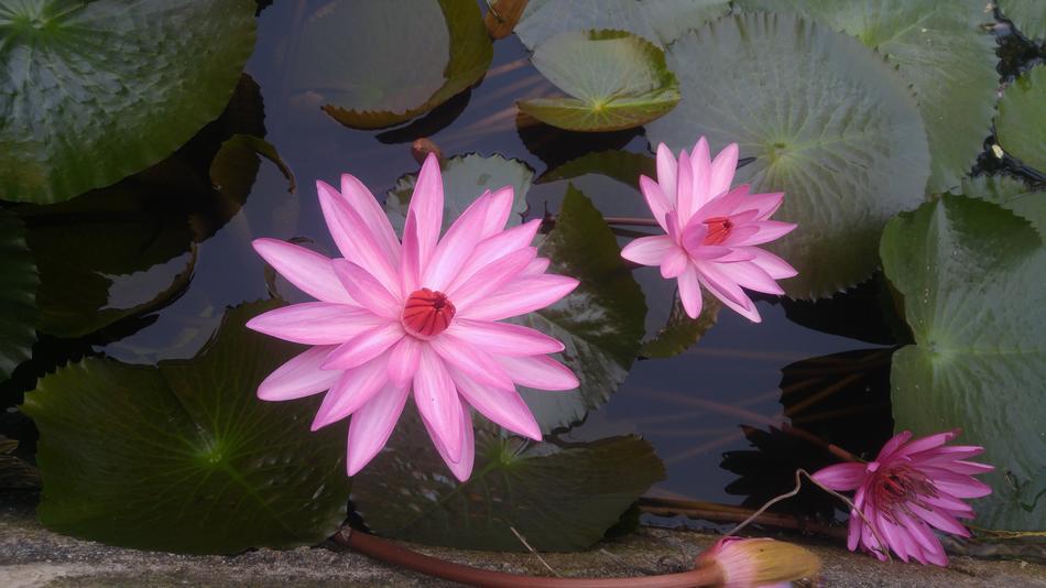 Pink Guns Flower