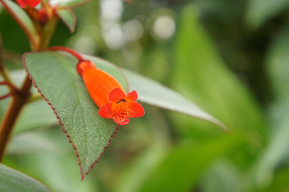 Nature Leaf Flower