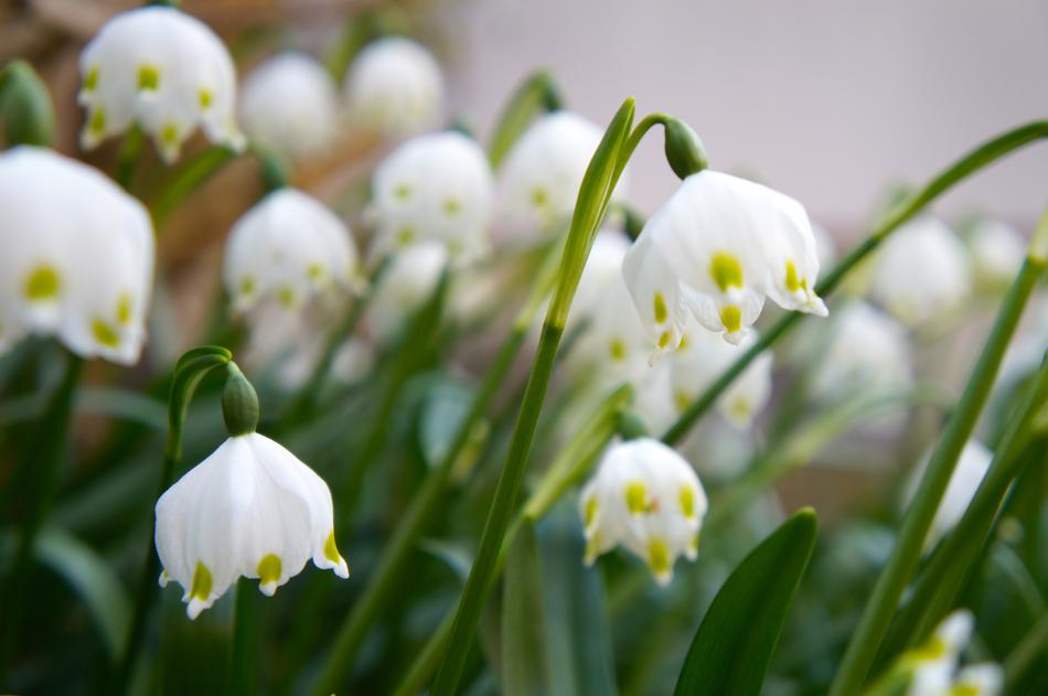 Flower Nature Plant