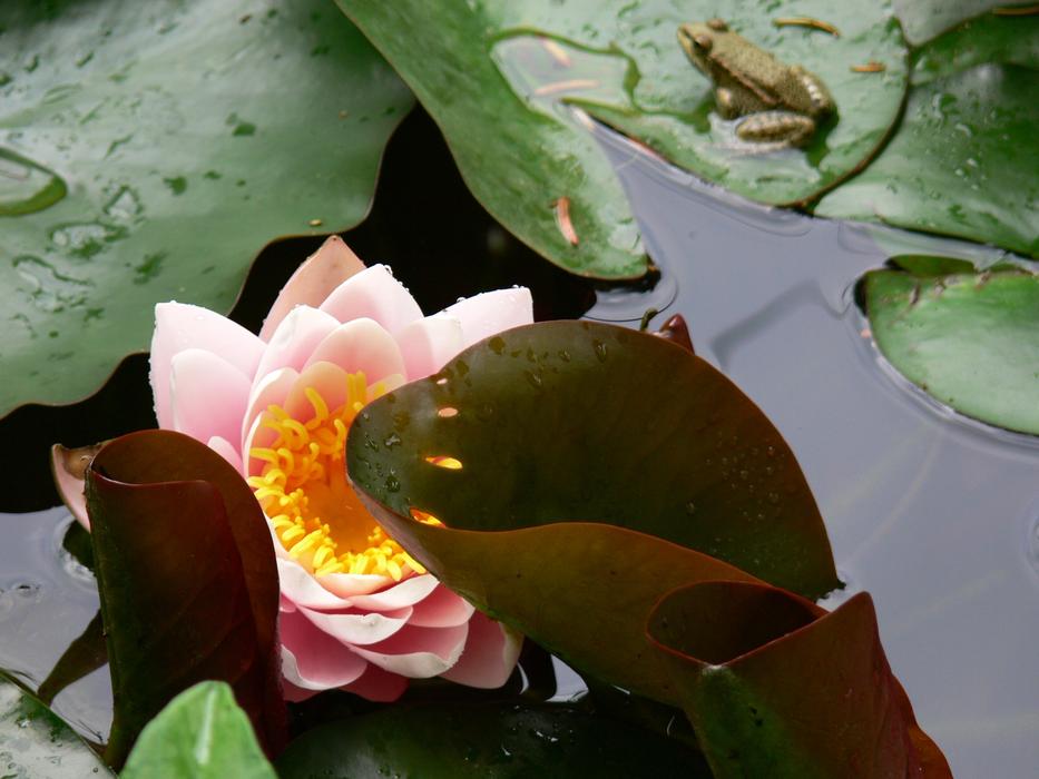 colorful flower in the water