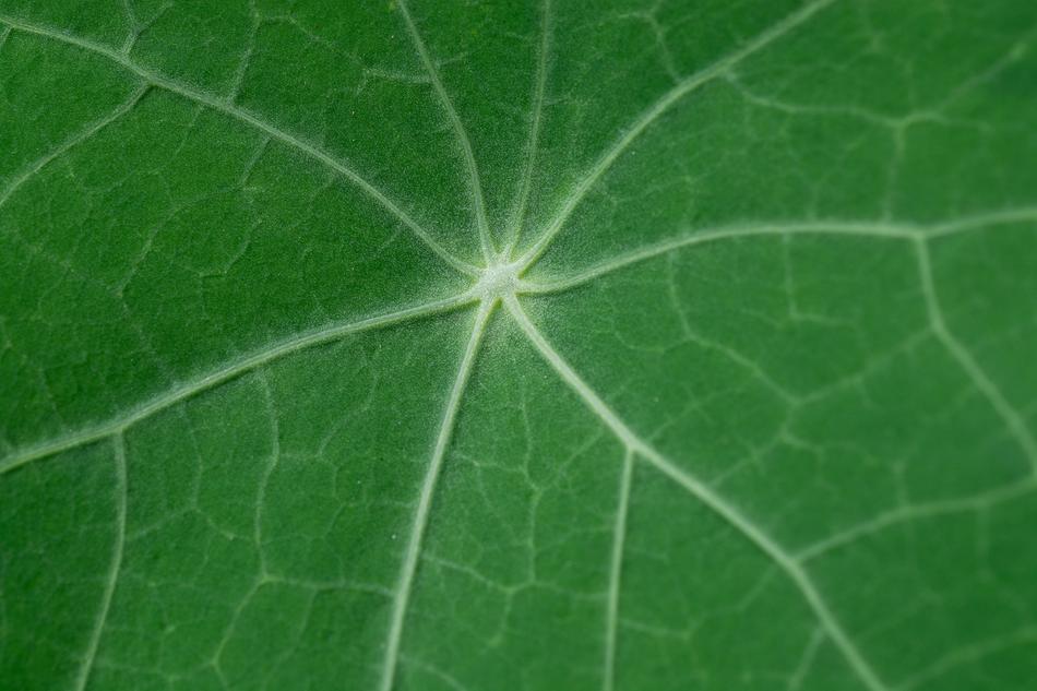 Leaf Kohlrabi Green
