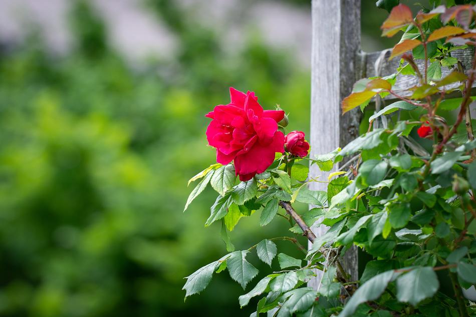 Rose Garden Red Roses