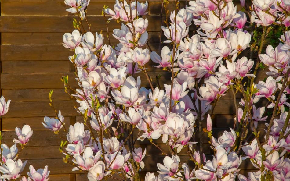 Flower Plant Nature