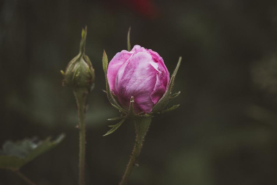 Rose Pink