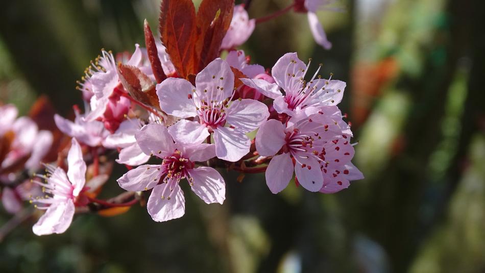 Nature Plant Garden