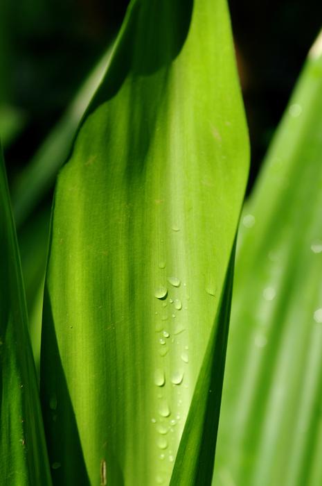 Leaf Plant Growth