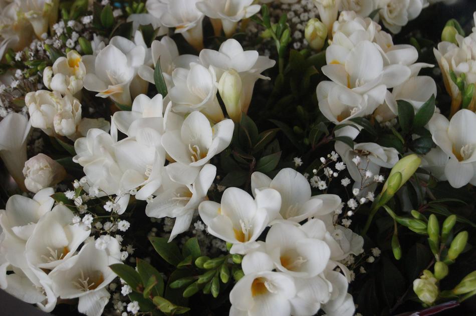 Flower Plant Nature