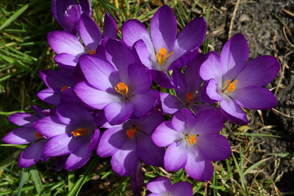 Flowers Nature Plant