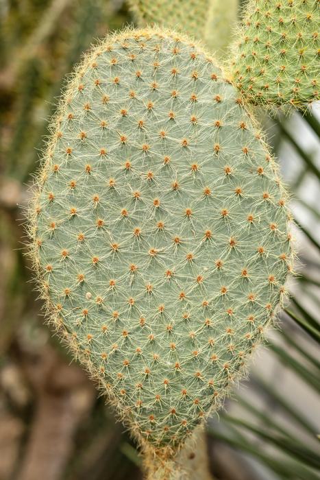 Cactus Plant Nature