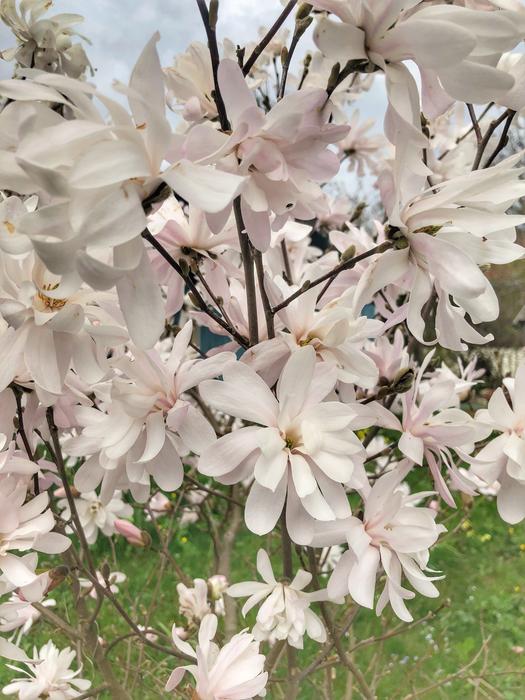 Flower Plant Nature