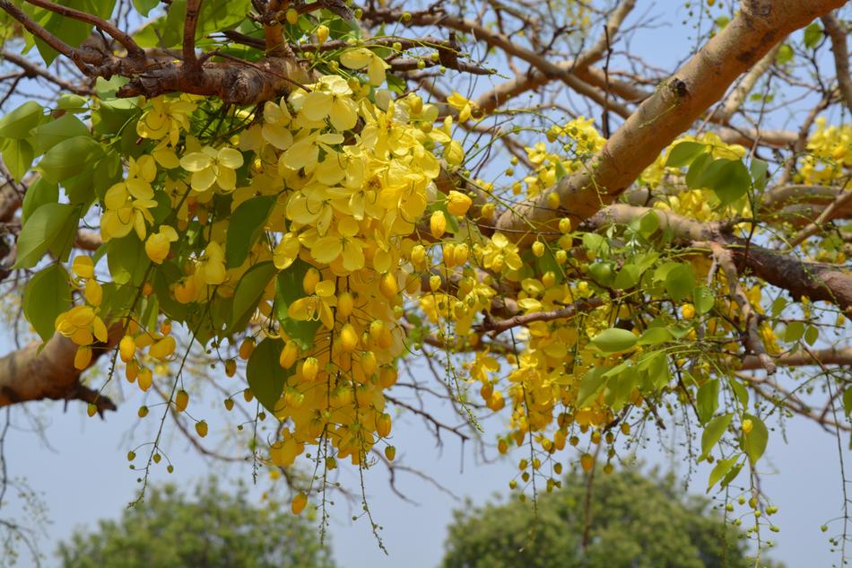 Tree Branch Nature
