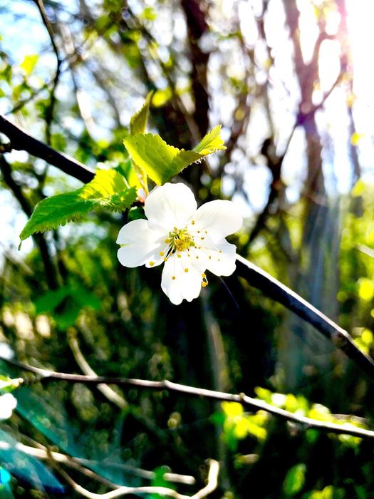 Nature Flower Plant